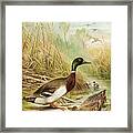 Wild Duck Engraving 1892 Framed Print