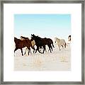 Wild Horses Running Across A Snowy Framed Print