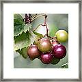 Wild Muscadine Grapes Framed Print