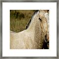 Wild Mustangs Of New Mexico 5 Framed Print