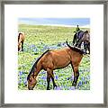 Wild Pryor Mountain Mustangs Framed Print