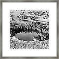 Wild Rabbits Drinking At Water Hole Framed Print