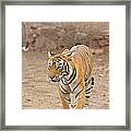 Wild Tiger In Ranthambore Framed Print