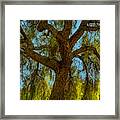 Wild Willow Framed Print