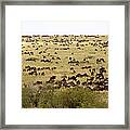 Wildebeest In The Plains Of Masai Mara Framed Print