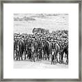 Wildebeests Framed Print