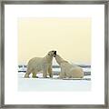 Wildlife Scene From The Arctic Couple Framed Print