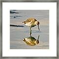 Willet Sees Its Reflection Framed Print