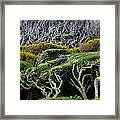 Windswept Trees, Enderby Island Framed Print