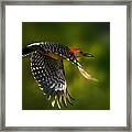 Wings Of Woodpecker Framed Print