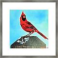 Winter Cardinal Framed Print