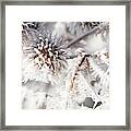 Winter Frost On A Garden Thistle Close Up Framed Print
