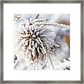 Winter Frost On A Garden Thistle Framed Print