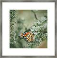 Winter Monarch Framed Print