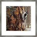 Winter Pine- Downy Woodpecker Framed Print