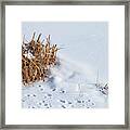 Winter Reeds Framed Print