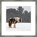 Winter Snows Framed Print