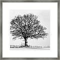 Winter Tree Framed Print
