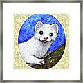 Winter Weasel Portrait - Cream Border Framed Print