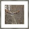 Wisdom On Wings Framed Print