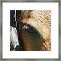 Wise Eye Framed Print