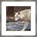 Wolf On The Move Framed Print