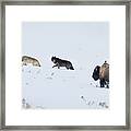 Wolves In Yellowstone Framed Print