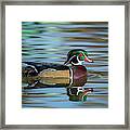 Wood Duck 1 Framed Print