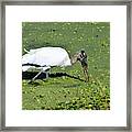 Wood Stork On The Hunt Framed Print