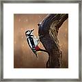Woodpecker In The Rain Framed Print