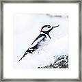 Woodpecker On A Snowy Branch Framed Print