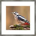 Woodpecker Framed Print