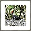 - Woodpecker Framed Print