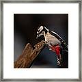 Woodpecker Framed Print