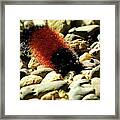 Woolly Bear Caterpillar On The Rocks Framed Print