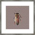 Worker Honey Bee 04 Framed Print