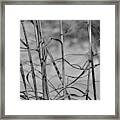 Woven Reeds Of Grass Framed Print