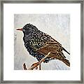 Wrapped Up - European Starling Framed Print