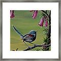 Wren Framed Print