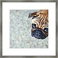 Wrinkly Pug Puppy Framed Print