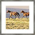 Wyoming Wild Stallion And Mare Trotting Framed Print