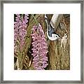 Wysteria Framed Print