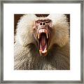 Yawning Baboon Facing Camera Framed Print