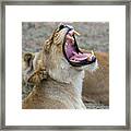 Yawning Lioness Framed Print