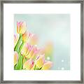 Yellow And Pink Tulips Framed Print