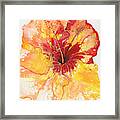 Yellow And Red Hibiscus Framed Print