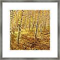 Yellow Aspen Trees In The Fall In The Framed Print
