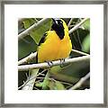 Yellow-backed Oriole Framed Print