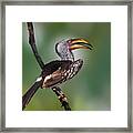 Yellow-billed Hornbill Framed Print