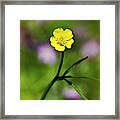 Yellow Buttercup Framed Print